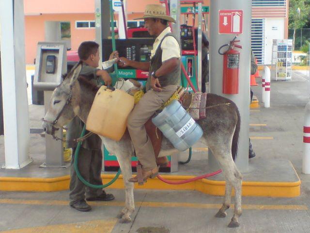 burro.jpg
