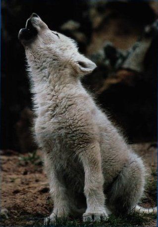 c383123c8ae4abd445fa9492582a2d64--wolf-puppies-baby-wolves.jpg