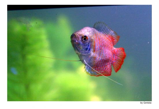 gourami Genista 2.jpg