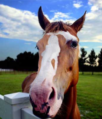 ilusion_optica_caballo.jpg