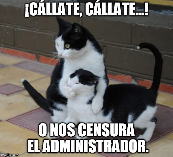 Meme Gatos Callando.jpg