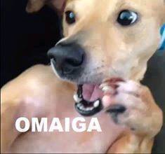 omaiga.jpg