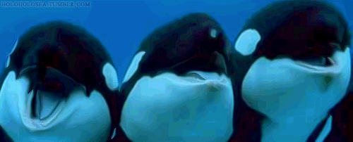 orcasobrerasviendopasar.gif