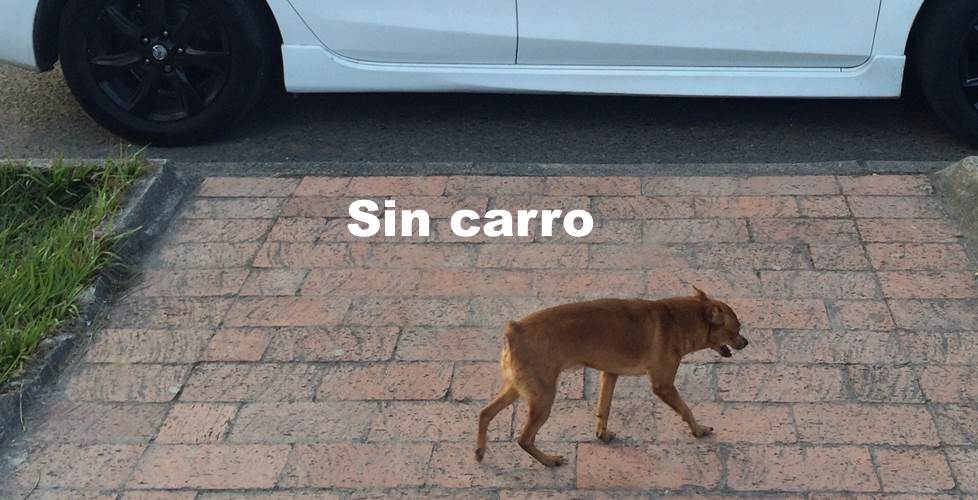 perro 1 .jpg