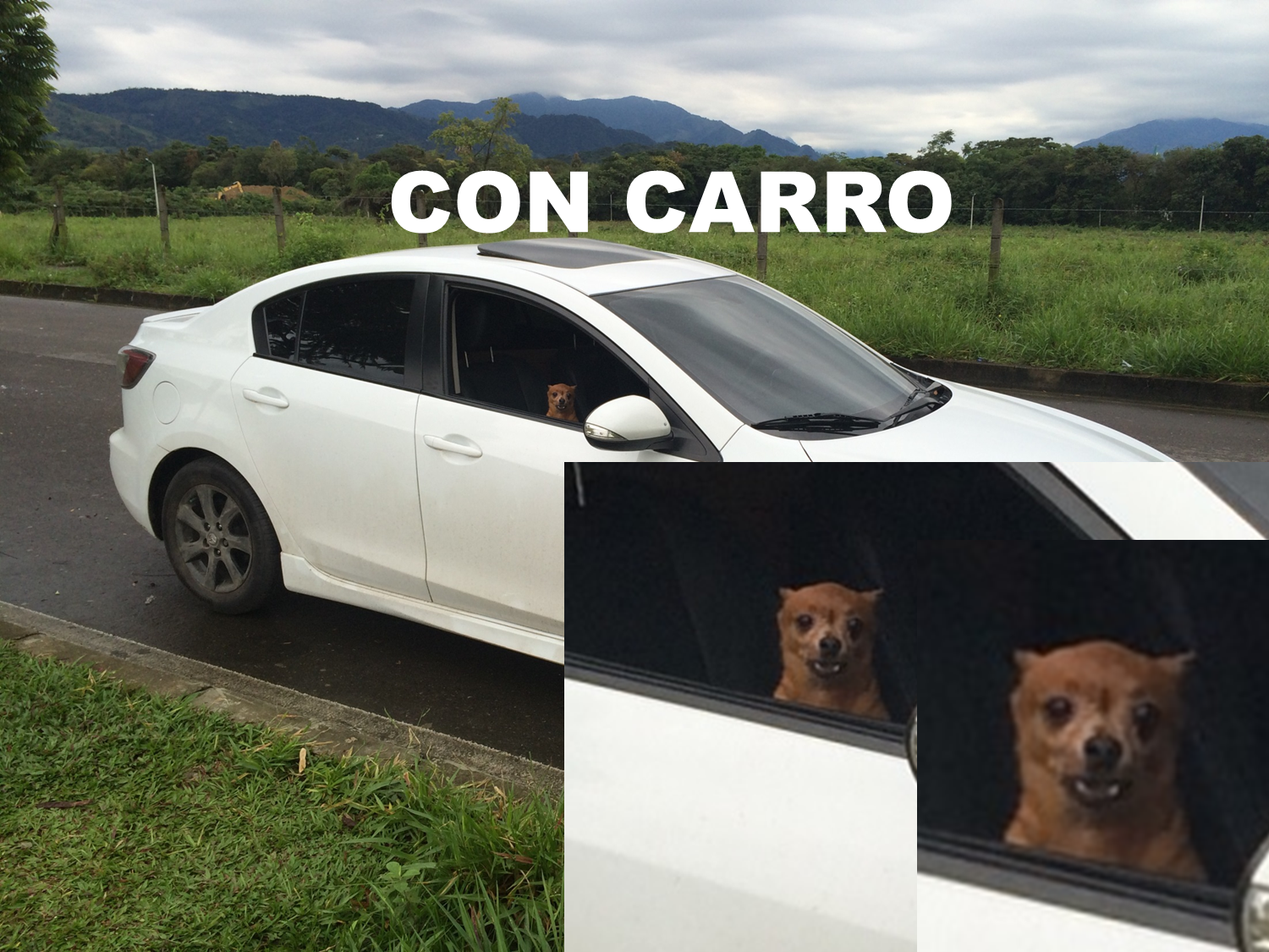 PERRO 2.png