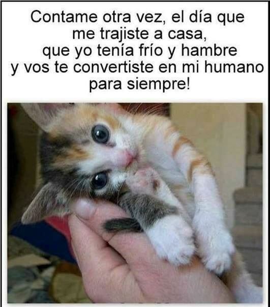 meme-gato-por-siempre-jpg.89463