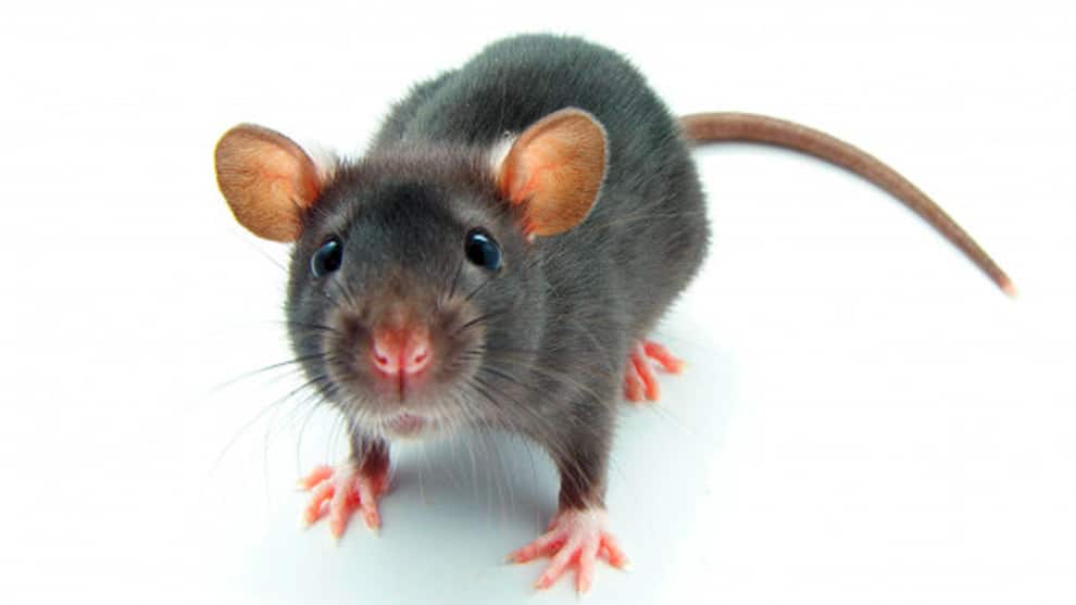 ratones-grises.jpg